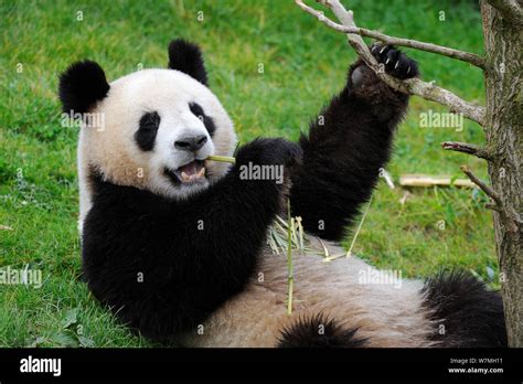 Giant Panda Ailuropoda Melanoleuca Lying On Back Feeding On Bamboo