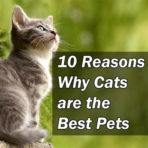 Best Cats To Have As Pets Pets Retro