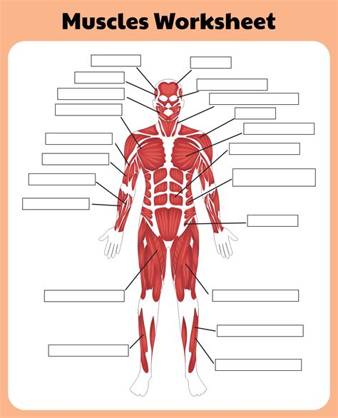 Muscular System Worksheets Printable