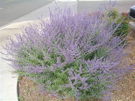 Perovskia Russian Sage