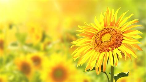 Sunflowers Flowers Nature 1080p Wallpaper Hdwallpaper Desktop