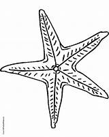 Starfish Outline Getdrawings Colouring Paintingvalley sketch template