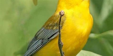 el canto de las aves origen y función