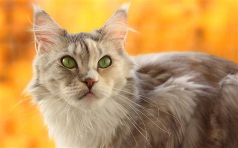 Adult Long Fur White And Tan Cat Cat Muzzle Yellow Blur Hd