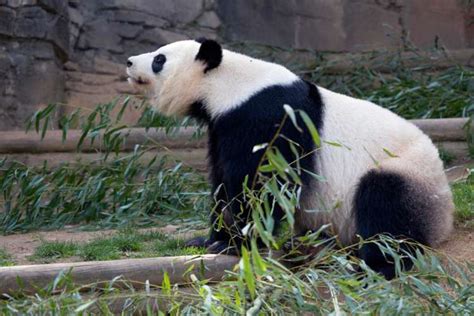 Giant Panda Zoo Atlanta