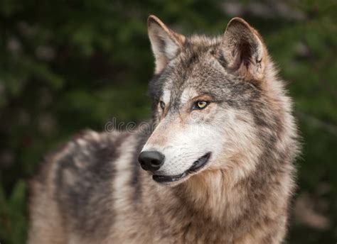 Timber Wolf Portrait Stock Photo Image Of Canis Carnivore 9065736