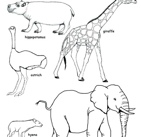 Savanna Animals Coloring Pages At Getdrawings Free Download