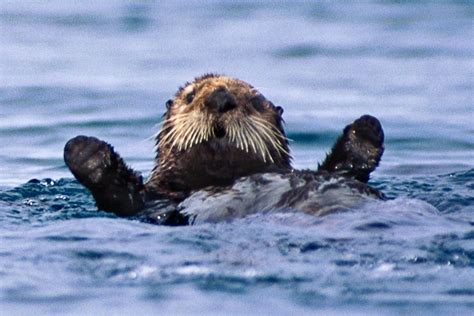 Surprised Sea Otter Nancy