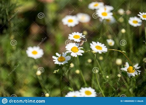 Bloom Chamomile Blooming Chamomile Field Chamomile Flowers On Meadow