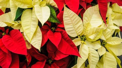 ¿qué Significado Tiene La Flor De Nochebuena En La Navidad Todo Lo Que Necesitas Saber Gastrolab