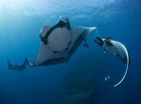 Worlds First Known Nursery For Giant Manta Rays Discovered In Gulf Of