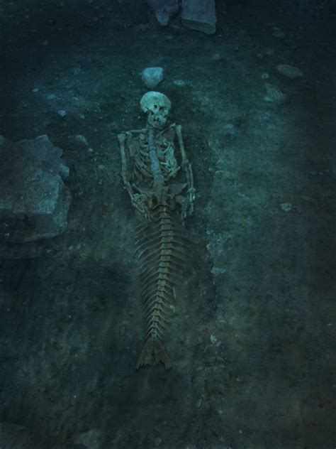Mermaid Skeleton Tasha See They Are Real Mermaid Skeleton