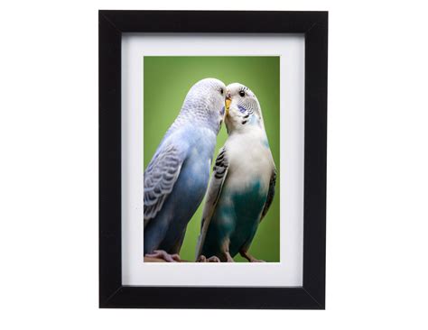 Pair Of Blue And White Budgie Parakeet Birds Kissing With Green