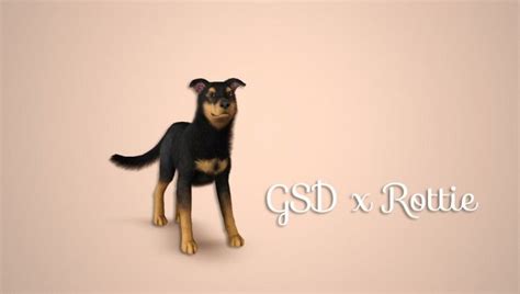 Gsd X Rottweiler Cross Pet By Morganabanana Sims 3 Downloads Cc