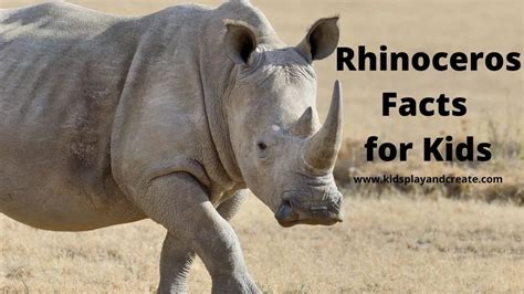 Interesting Rhinoceros Facts For Kids Kids Play And Create