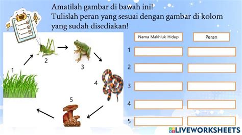 rantai dan jaring makanan interactive worksheet live worksheets