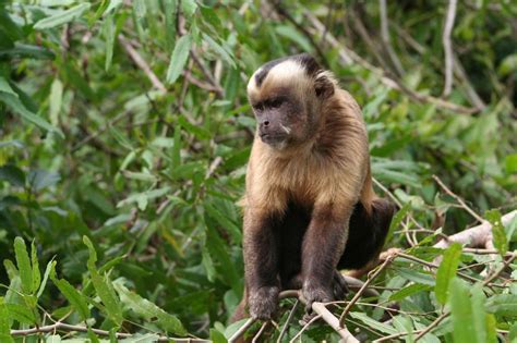Macaco Prego Primates Del Ecuador · Inaturalist