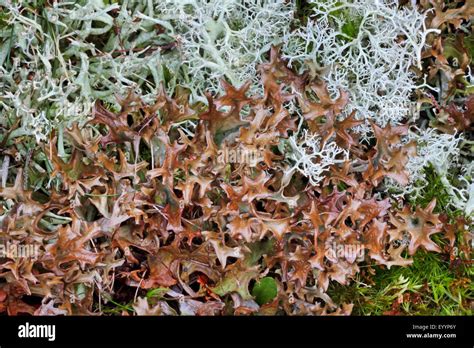 Iceland Moss Cetraria Islandica Close Up Top View Germany Stock