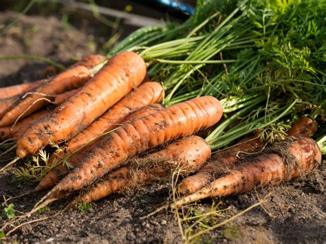 Common Carrot Diseases Tips On Treating Problems Growing Carrots