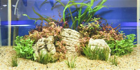 Aquarium Ph Levels The Best Ph Level For Your Fish Tank And How To