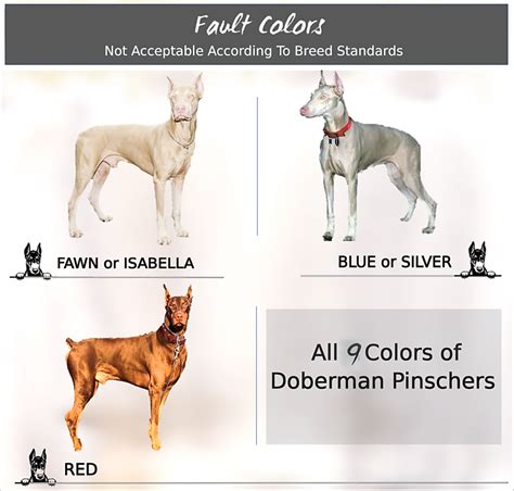 Doberman Pinscher Coat And Color Varieties Pethelpful