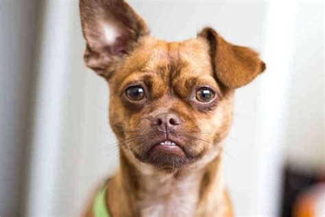 discover the adorable chihuahua pug mix