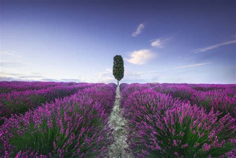 Lavender Fields And Cypress Tree Orciano Tuscany Pisa Italy Stock