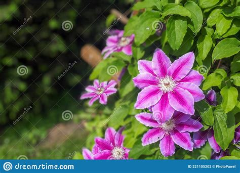 Pink Clematis Flower On The Vine Clematis Flower Blooming In Garden
