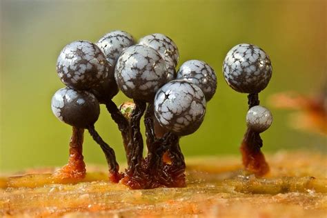 Schleimpilze Cribraria Macrocarpa Slime Mould Plant Fungus Mushroom