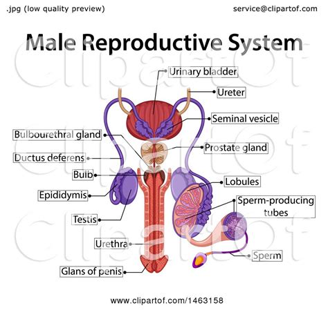 Explore the anatomy systems of the human body! Clipart of a Medical Diagram of the Male Reproductive System - Royalty Free Vector Illustration ...