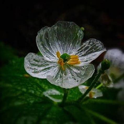 Skeleton Flower Diphylleia Grayi Perennial 30 Seeds In 2021 Skeleton