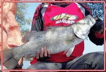 Selain malam, kamu juga bisa memakainya di siang hari, kok. Cara Mancing Kakap Putih di Tambak dan Pinggir Laut ...