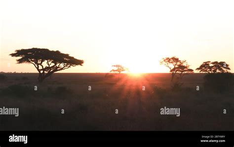 Sunset And Acacia Trees At Serengeti National Park In Tanzania Stock