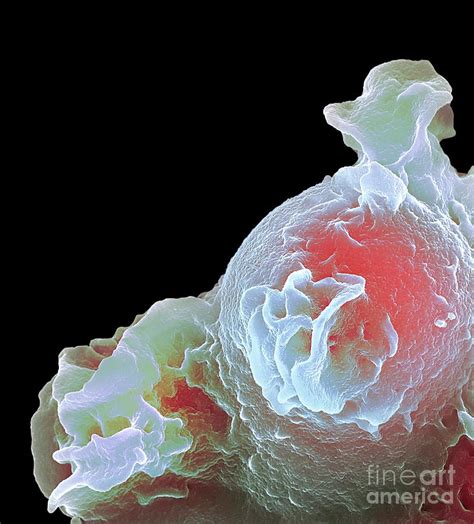 Neutrophil White Blood Cell Photograph By Science Photo Library Fine