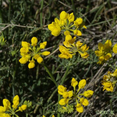 La Coronille à Branches De Jonc Coronilla Juncea Quelle Est Cette