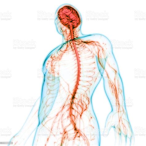 Human Central Nervous System Diagram Peripheral Nervous System