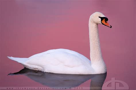 On Deviantart Swan Pink Swan Mute Swan