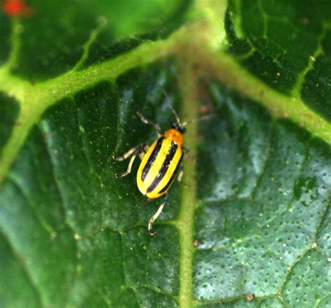 Cucumber Beetles How To Identify And Get Rid Of Garden Pests The Old
