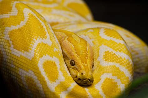 Albino Labyrinth Burmese Pythons