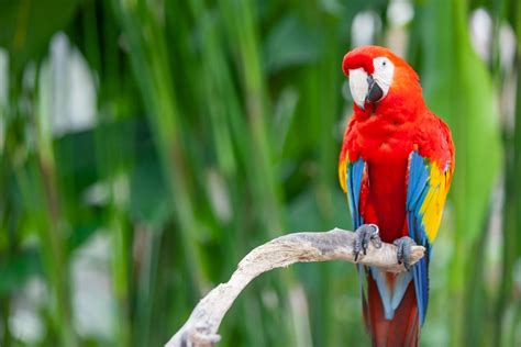 The 'baffling' bid to overturn Australia's exotic bird ban - 2GB