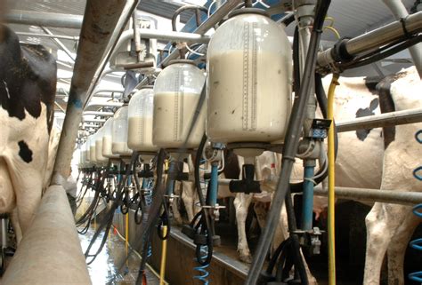 Dairy Farming Thriving As Milk Worth €87 Million For Rural Laois