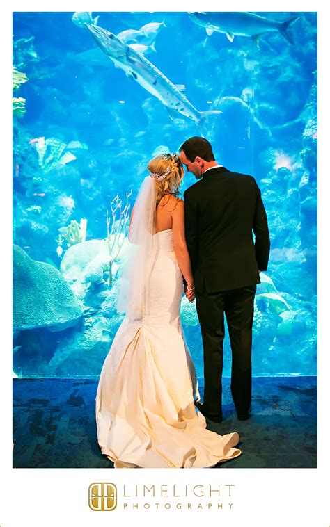 Limelight photography tampa fl wedding album. Limelight Photography, Florida Aquarium, Tampa, Florida Weddings, Wedding Photography, Wedding ...