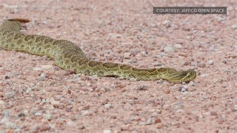 Cold Weather Pushes Back Snake Activity In Colorado