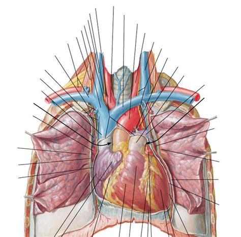 Corazón Un Médico Debe Conocer Primero El Corazón Antes De Operar Uno