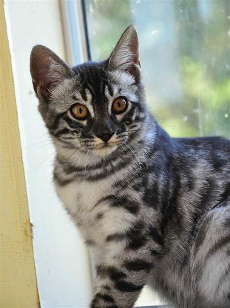 A charcoal bengal (apb, a or apb,apb agouti genes) is darker than the traditional recognized bengal colors. Charcoal Bengal Cat Markings - Charcoal Bengal Cats