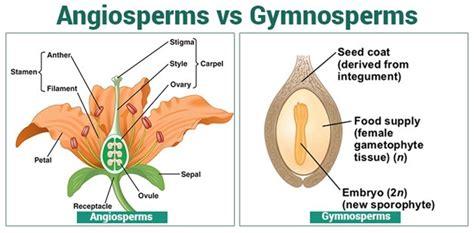 Differentiate Between Gymnosperms And Angiosperms