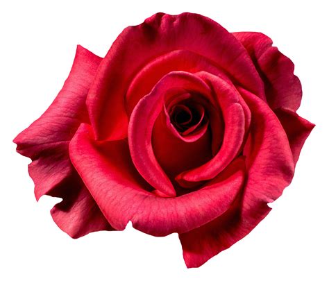 Red Rose Flower Red Roses Rose