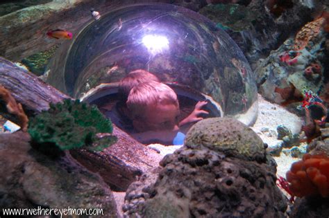 Grapevine Sea Life Aquarium ~ Grapevine Texas R We