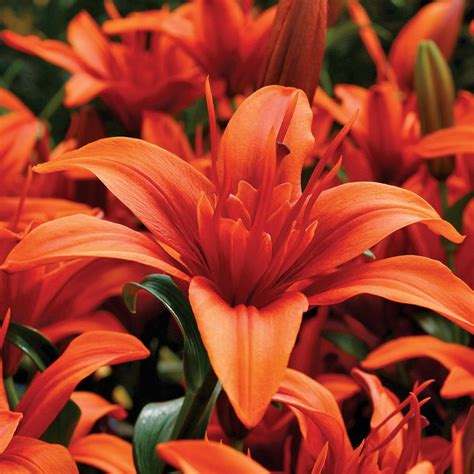 Tiger Lily Flowers Bulbs For Sale 90 Varieties Of Tiger Lily Flowers