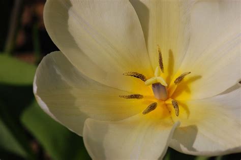 Easter Tulip Spring Free Photo On Pixabay Pixabay